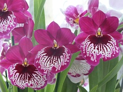 orchidsNL (70)